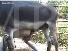 Guy excites bull and acquires drilled